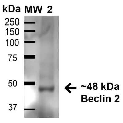 Western Blot: Beclin 2 Antibody [NBP3-18252]